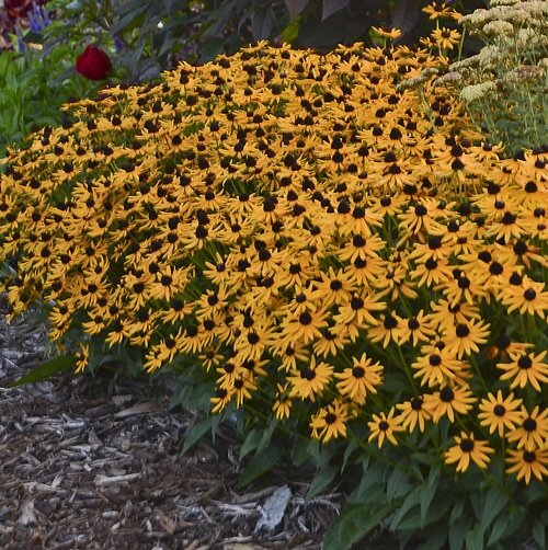 BLACK EYED SUSAN LITTLE GOLDSTAR 1G