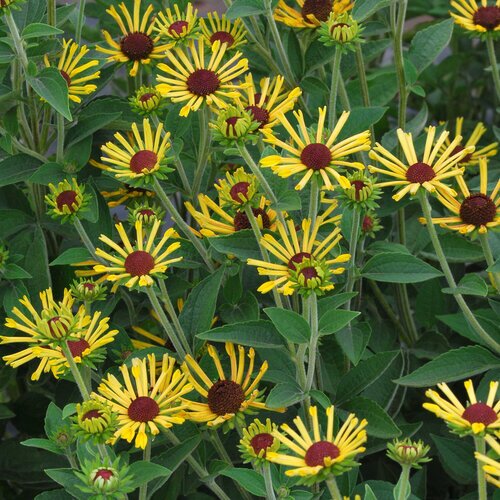BLACK EYED SUSAN LITTLE HENRY 1G