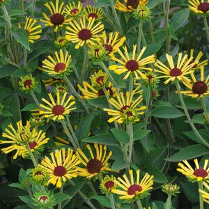 BLACK EYED SUSAN LITTLE HENRY 1G