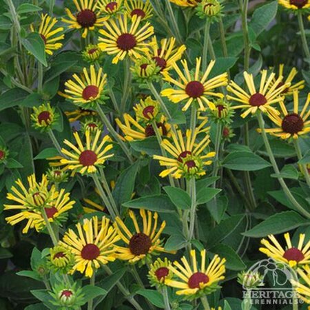 BLACK EYED SUSAN LITTLE HENRY 1G