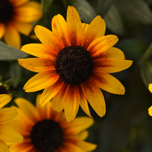 BLACK EYED SUSAN SUNTACULAR 1G