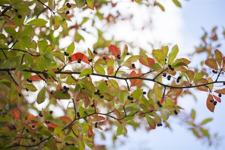 BLACK GUM 50M  - image 5