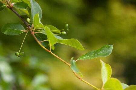 BLACK GUM 60MM  - image 4