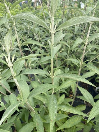 BLACK KNIGHT BUTTERFLY BUSH 30CM