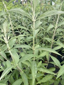 BLACK KNIGHT BUTTERFLY BUSH 30CM