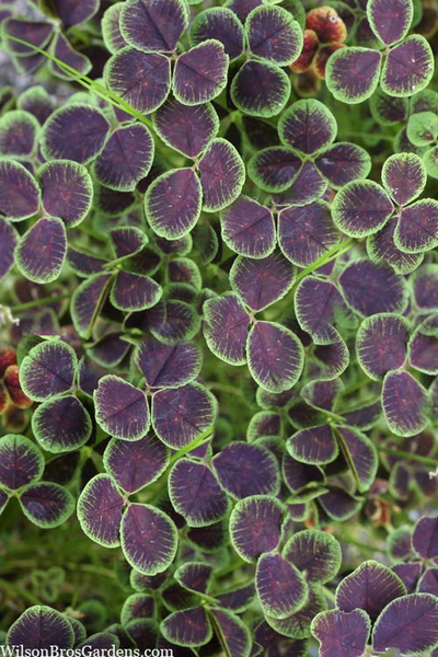 BLACK LEAVED CLOVER 3IN