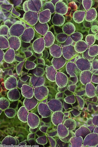BLACK LEAVED CLOVER 3IN
