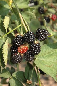 BLACK SATIN RASPBERRY 2G - image 2