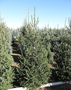 BLACK SPRUCE 200CM