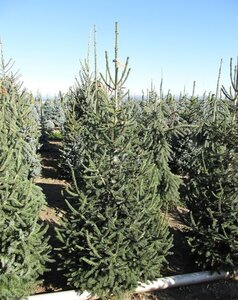 BLACK SPRUCE 225CM (Wire Basket)