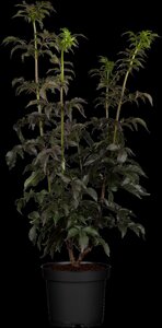 BLACK TOWER ELDER 30CM - image 5