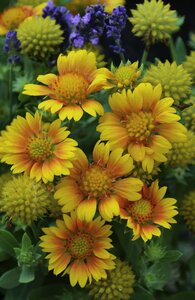 BLANKET FLOWER ARIZONA APRICOT 1G