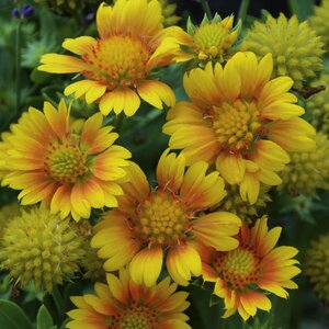 BLANKET FLOWER ARIZONA APRICOT 4INCH