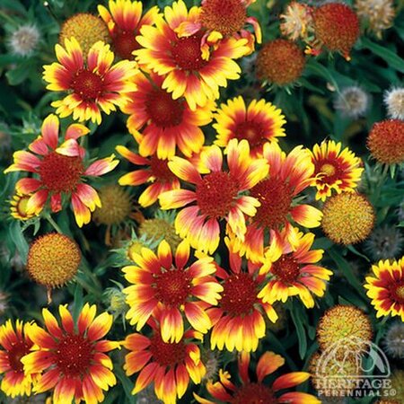 BLANKET FLOWER GOBLIN 1G