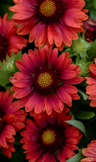 BLANKET FLOWER MESA RED 1G