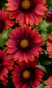 BLANKET FLOWER MESA RED 1G
