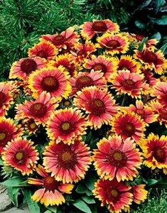 BLANKET FLOWER SPINTOP MANGO 1G