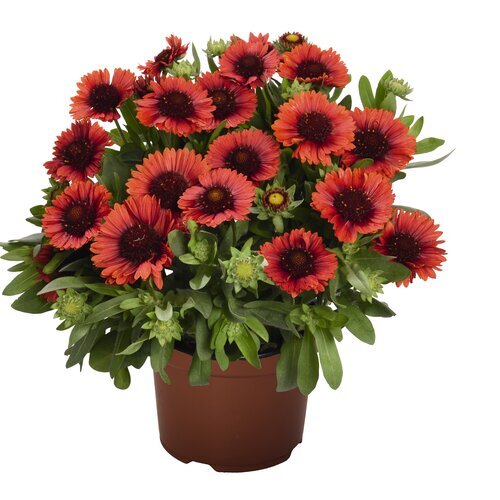 BLANKET FLOWER SPINTOP RED 1G