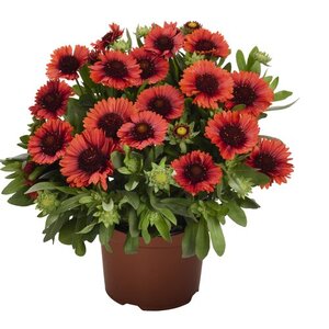 BLANKET FLOWER SPINTOP RED 1G