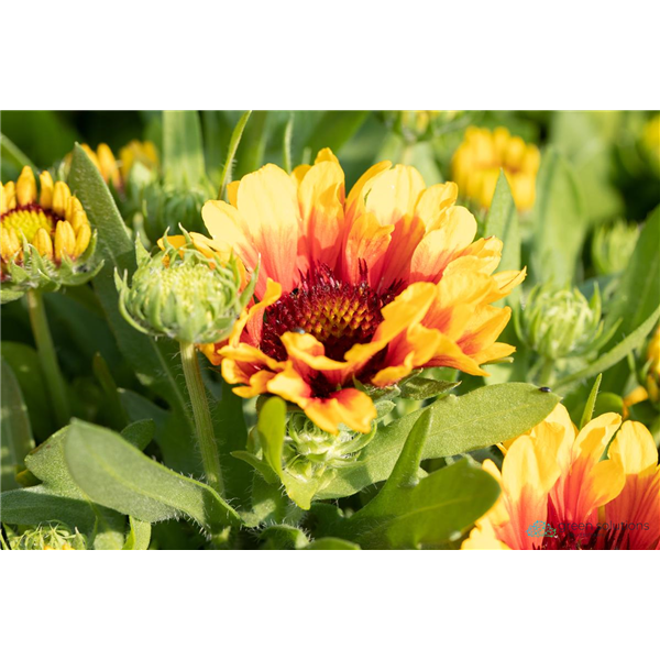 BLANKET FLOWER SPINTOP RED STARBURST 1G
