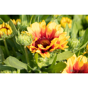 BLANKET FLOWER SPINTOP RED STARBURST 1G