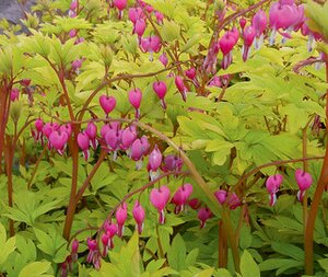 BLEEDING HEART YELLOW LEAF