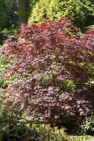 BLOODGOOD JAPANESE MAPLE 160 CM  - image 2
