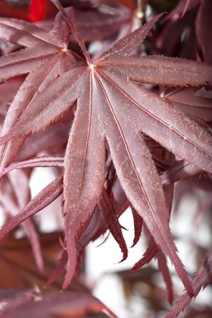 BLOODGOOD JAPANESE MAPLE 175CM (3 MONTH WARRANTY)  - image 5