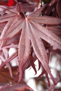 BLOODGOOD JAPANESE MAPLE 175CM (3 MONTH WARRANTY)  - image 5