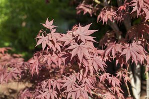 BLOODGOOD JAPANESE MAPLE 175CM (3 MONTH WARRANTY)  - image 3