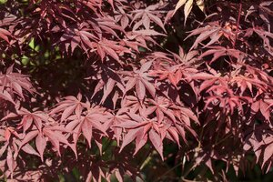 BLOODGOOD JAPANESE MAPLE 175CM (3 MONTH WARRANTY)  - image 4