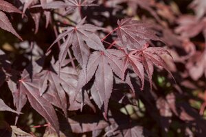 BLOODGOOD JAPANESE MAPLE 80 CM 3 MONTH WARRANTY  - image 1