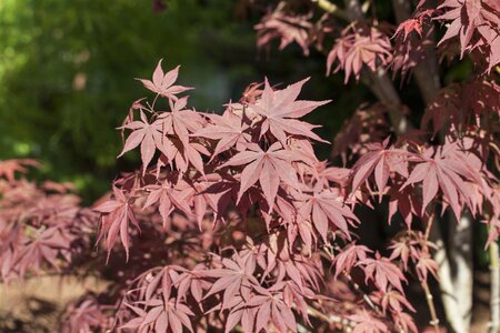 BLOODGOOD JAPANESE MAPLE 80 CM 3 MONTH WARRANTY  - image 3
