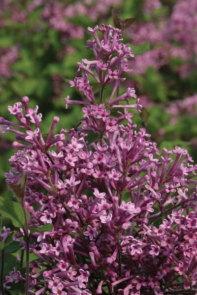 BLOOMERANG LILAC 40CM