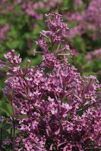 BLOOMERANG LILAC 40CM