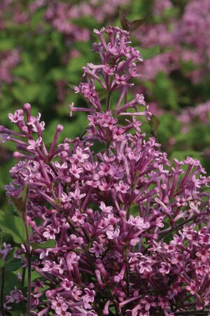 BLOOMERANG LILAC 90CM STD