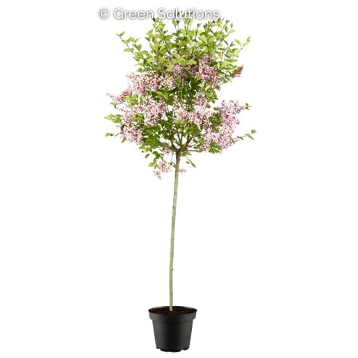 BLOOMERANGE LILAC 150CM STD