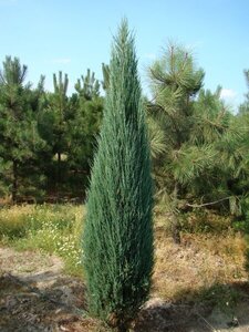 BLUE ARROW JUNIPER 175 CM BB