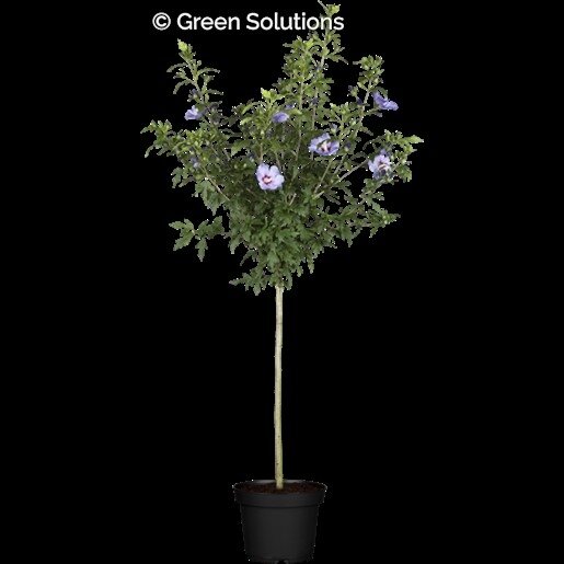 BLUE BIRD HIBISCUS STD.