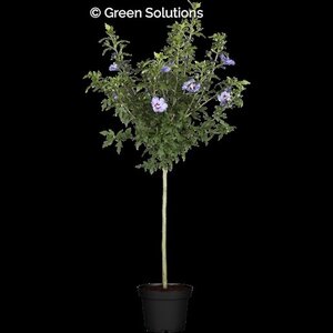 BLUE BIRD HIBISCUS STD.