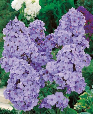 BLUE BOY GARDEN PHLOX 1G