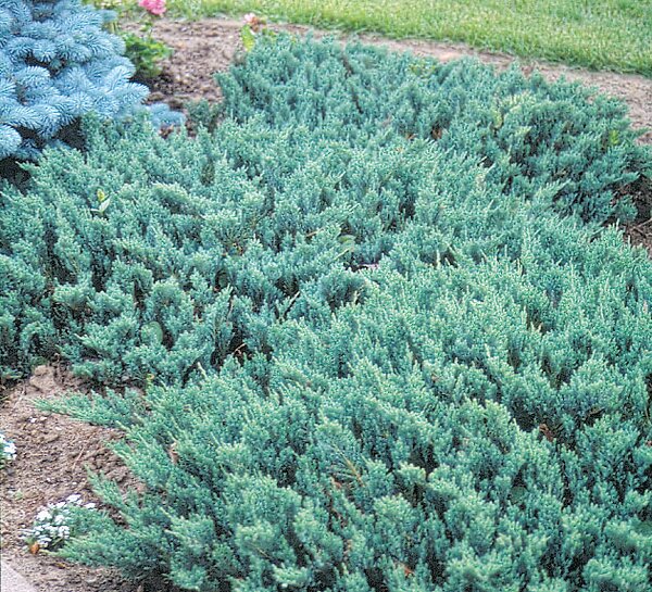 BLUE CHIP JUNIPER 1G - image 1