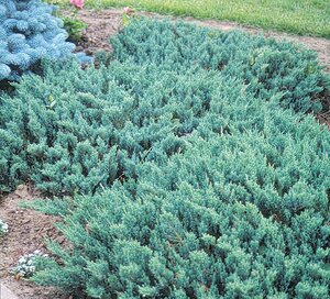 BLUE CHIP JUNIPER 30CM - image 1