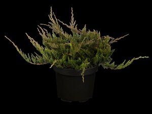 BLUE CHIP JUNIPER 50 CM - image 5