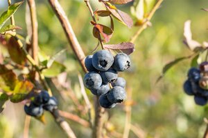 BLUE CROP BLUEBERRY 2G - image 6