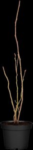 BLUE CROP BLUEBERRY 2G - image 3