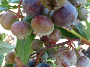 BLUE CROP BLUEBERRY 2G - image 6