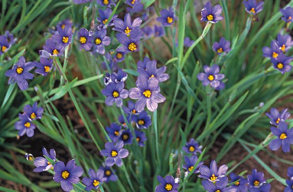 BLUE EYED GRASS LUCERNE 4IN