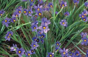 BLUE EYED GRASS LUCERNE 4IN