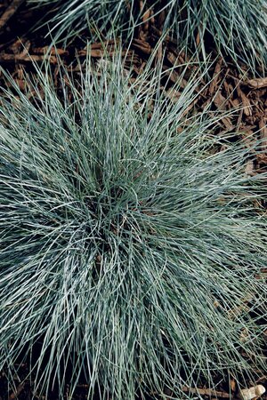 BLUE FESCUE BEYOND BLUE 1G
